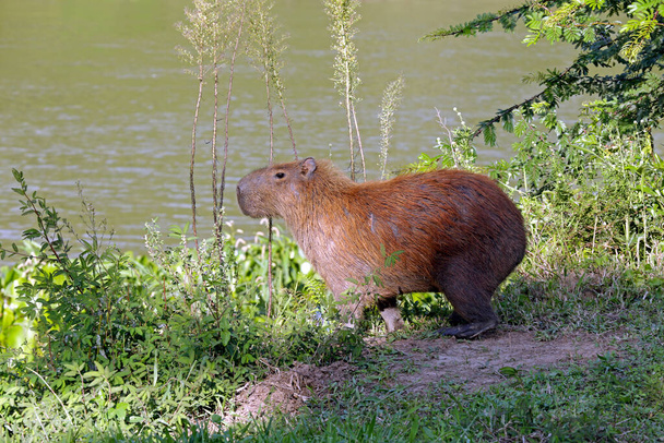 Capybara, suyun kenarında bitki örtüsüyle yakınlaşıyor. Sao Paulo Eyaleti, Brezilya - Fotoğraf, Görsel