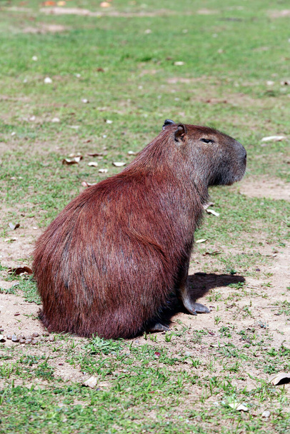 Capybara Nahaufnahme am Rande des Wassers mit Vegetation herum. Bundesstaat Sao Paulo, Brasilien - Foto, Bild