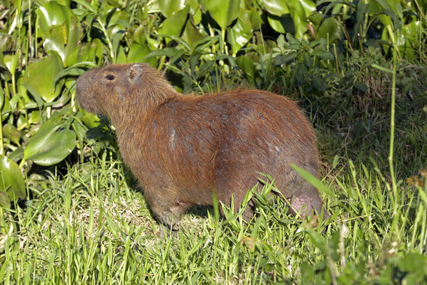 Capybara крупным планом на краю воды с растительностью вокруг. Сан-Паулу, Бразилия - Фото, изображение