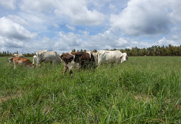 Krowy pasące się i jedzące na dużym zielonym pastwisku - Zdjęcie, obraz