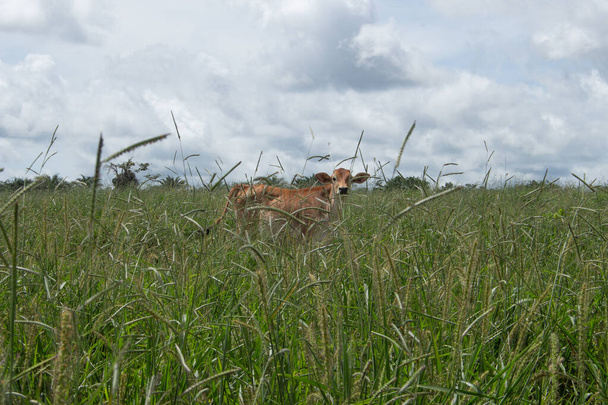 Wypas krów na dużym zielonym pastwisku - Zdjęcie, obraz