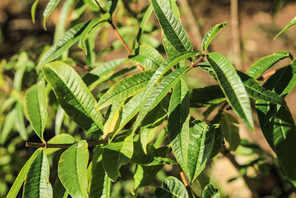 Aloysia citriodora plant in the garden under the sun - Photo, Image