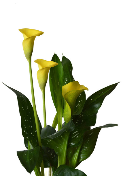 Close up de amarelo calla lírio planta isolada no fundo branco - Foto, Imagem
