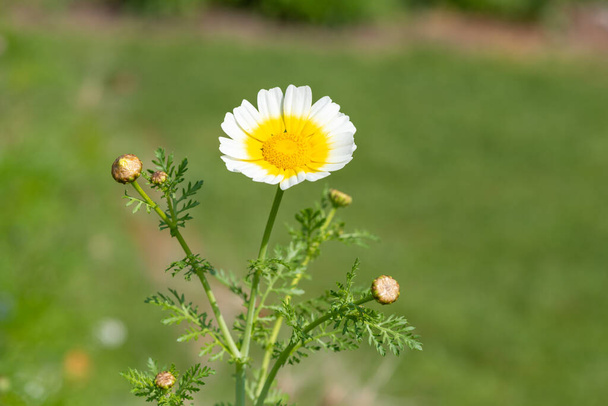 Çiçek açan bir çelenk kasımpatı (glebionis coronaria) çiçeği. - Fotoğraf, Görsel