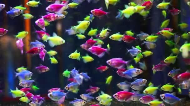 Aquarium met verschillende gekleurde bolle vissen. Gymnocorymbus ternetzi. - Video