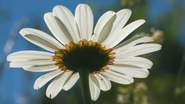 Μια όμορφη μαργαρίτα κάτω από τον ήλιο. Δημιουργικό. Ένα φωτεινό λευκό λουλούδι κάτω από τον ήλιο στο οποίο μια μικρή βροχή στάζει . - Πλάνα, βίντεο