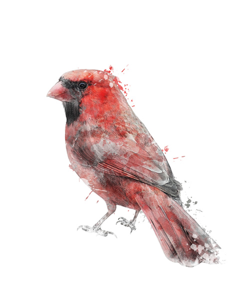 Aquarellbild des roten Kardinals - Foto, Bild