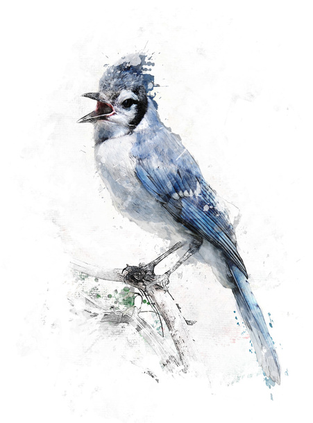 Watercolor Image Of Blue Jay - Foto, immagini
