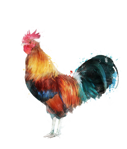 Watercolor Image Of Rooster - Photo, Image