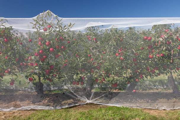 Apple vines with protective nets on them - Photo, Image