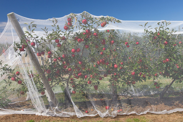 Cépages de pommes avec filets de protection dessus
 - Photo, image