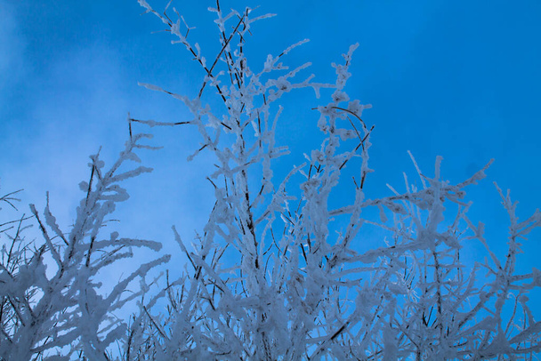 ramas en hielo contra el cielo azul. ramas de árboles nevados inusuales. belleza de invierno - Foto, imagen
