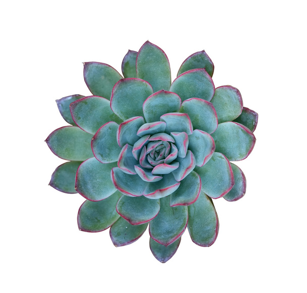 miniatuur succulente planten - Foto, afbeelding