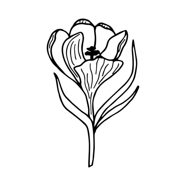 flower icon. outline illustration of tulip vector. isolated contour drawing - Vektor, obrázek