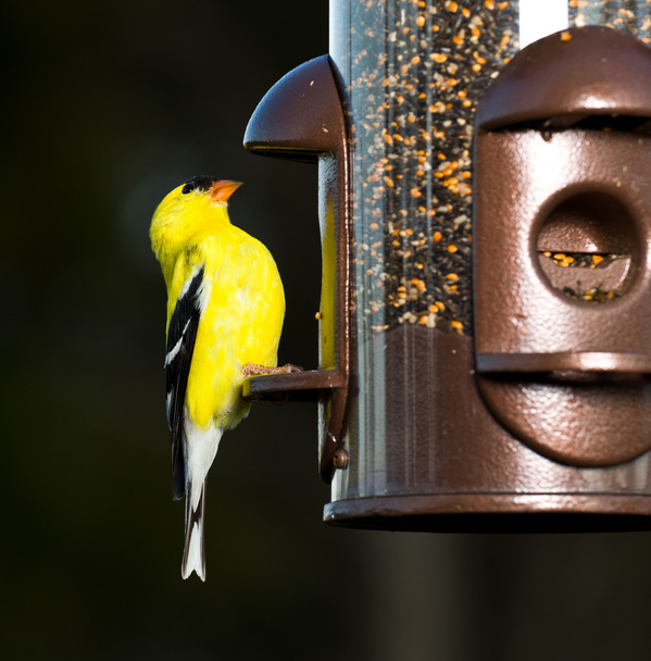 Goldfinch eating from bird feeder - Φωτογραφία, εικόνα