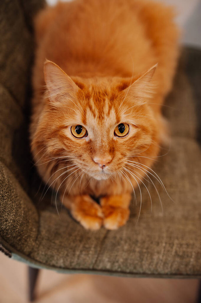 handsome red-haired cat with big eyes and a white mustache is lying on a chair. a well-groomed fluffy pet. cat hair care. vertically, selective focus - Fotó, kép