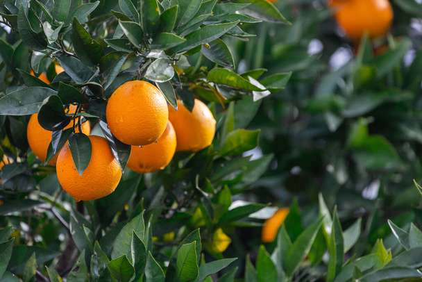 detail krásného oranžového stromu s oranžovými velkými kulatými pomeranči s kapkami deště obklopenými mnoha jasně zelenými listy, měkké zaostření - Fotografie, Obrázek