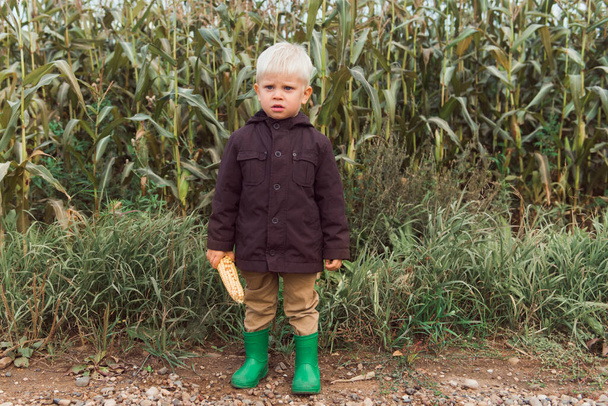 child standing in corn field holding corncob - Φωτογραφία, εικόνα