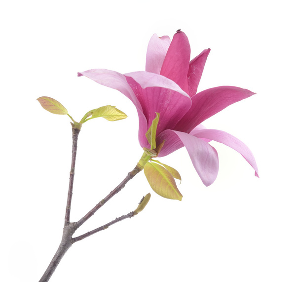 Vaaleanpunaiset magnolia kukat eristetty valkoisella taustalla - Valokuva, kuva