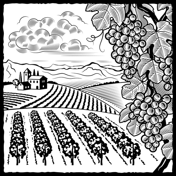 Vineyard landscape black and white - Vector, Image