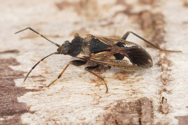 Primer plano en el gran insecto de tierra alargado, Rhyparochromus vulgaris shieldbug, sentado en un pedazo de madera en el campo - Foto, imagen