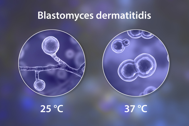 Blastomyces dermatitidis fungi, the causative agent of blastomycosis in lungs and other organs, 3D illustration. Dimorphic fungi producing filamentous (at 25 degrees)and yeast (at 37 degrees) forms - Photo, Image