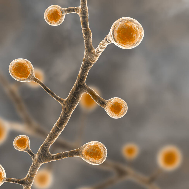 Blastomyces dermatitidis fungi, l'agente causale della malattia blastomicosi che colpisce i polmoni, più raramente la pelle, le ossa, altri organi, illustrazione 3D. Forma filamentosa - Foto, immagini