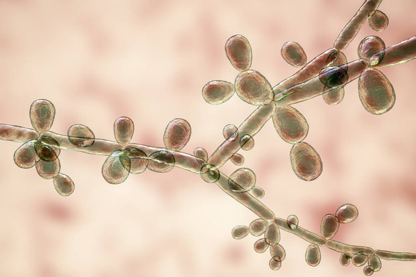 Candida tropicalis yeasts, microscopic fungi that cause infections in immunocompromised patients. Scientific 3D illustration showing pseudohyphae and blastoconidia formed singly or in small groups - Photo, Image