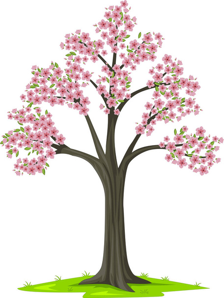 Vector illustration of  Bloom pink sakura tree on white background - Wektor, obraz