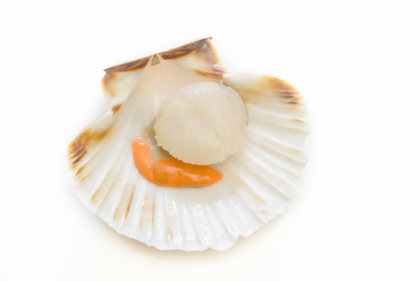 scallop in shell isolated on white background - Fotografie, Obrázek
