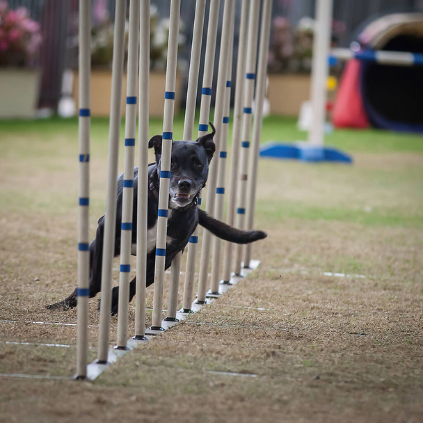 Estos perros y sus dueños necesitan estar en forma para competir en estas competiciones de agilidad. - Foto, Imagen