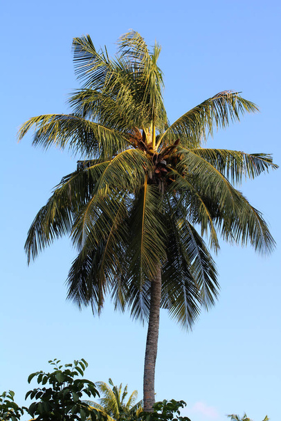 Ημέρα στις Μαλδίβες, ένα μεγάλο δέντρο καρύδας ενάντια σε ένα φωτεινό μπλε συννεφιασμένο ουρανό. - Φωτογραφία, εικόνα
