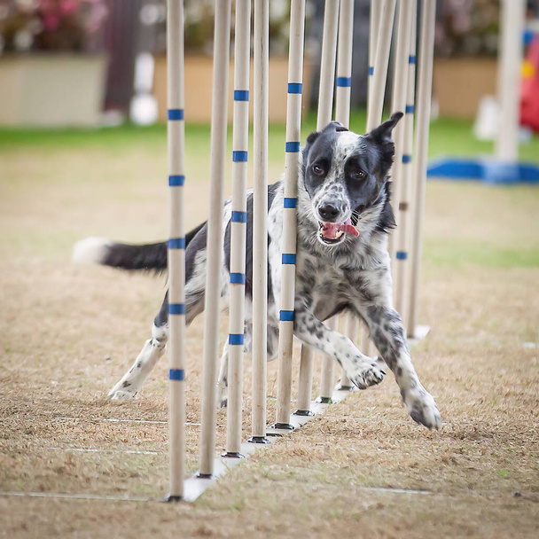 Estos perros y sus dueños necesitan estar en forma para competir en estas competiciones de agilidad. - Foto, Imagen