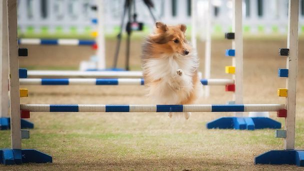 Tito psi a jejich majitelé musí být schopni soutěžit v těchto agility soutěžích. - Fotografie, Obrázek