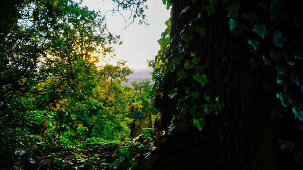 зеленый холмистый пейзаж с пышной растительностью Реджио Эмилия. Высокое качество фото - Фото, изображение