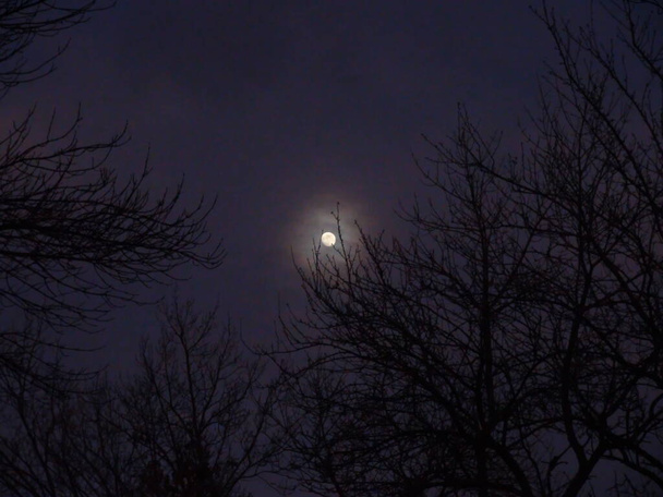 Verbazingwekkend nachtlandschap van de Dnjepr bossen tegen de achtergrond van een bewolkte hemel verlicht door de volle maan. - Foto, afbeelding