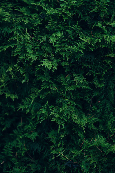 Yosun orman zemininde - Fotoğraf, Görsel