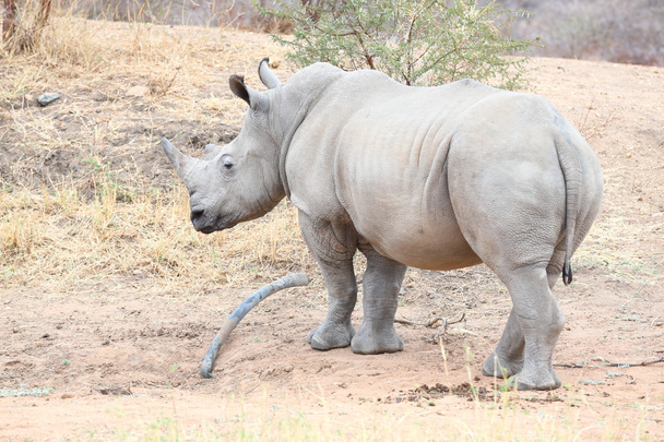 Rinoceronte bianco
 - Foto, immagini