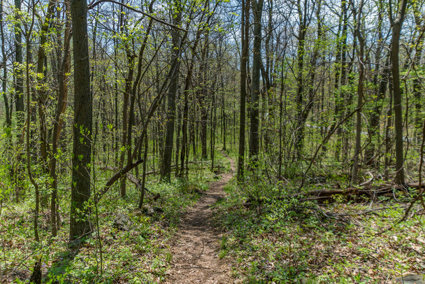 Trail through tall trees in a lush forest, Shenandoah National Park, Virginia. - Photo, Image