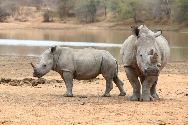 білий носоріг
 - Фото, зображення