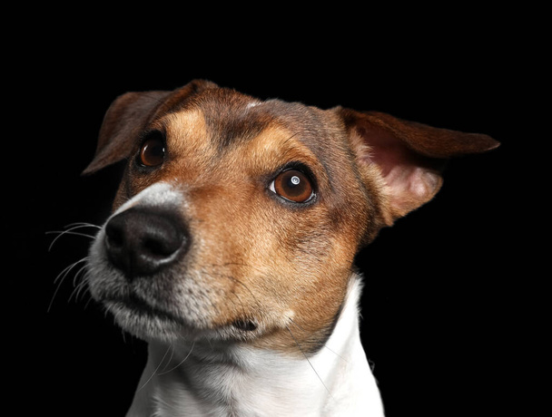 Lustiger Jack Russel Terrier auf schwarzem Hintergrund - Foto, Bild