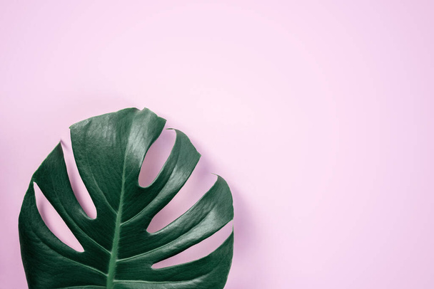 Green tropical monstera leaf on pink background - Foto, imagen
