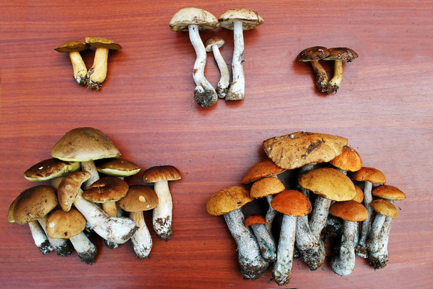 scabrum Подосиновик, белый гриб, Подосиновик - Фото, изображение