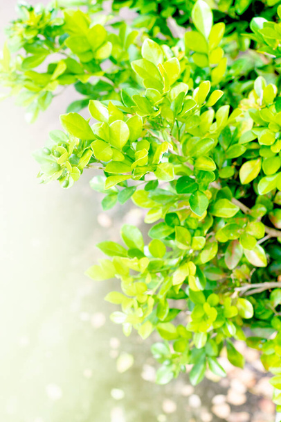 bright white on dense leaves on a blurred background.  bright green leaf background. - 写真・画像