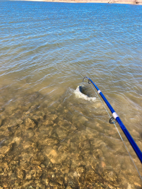 Smallmouth puhveli Ictiobus bubalus tehdä roiske taistelevat kalastus napa menetelmä syöttölaite kivinen rantaviivaa Grapevine Lake, Texas, USA. Amerikkalainen syntyperäinen kova kala tikkari perhe - Valokuva, kuva