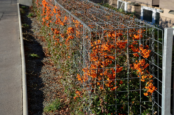 arbustos espinosos de color naranja con bayas de naranja encarnadas en una cesta de alambre de gaviones, jaulas. cerca en el jardín delantero con un aspecto industrial natural. cabrestantes de chapa galvanizada - Foto, imagen