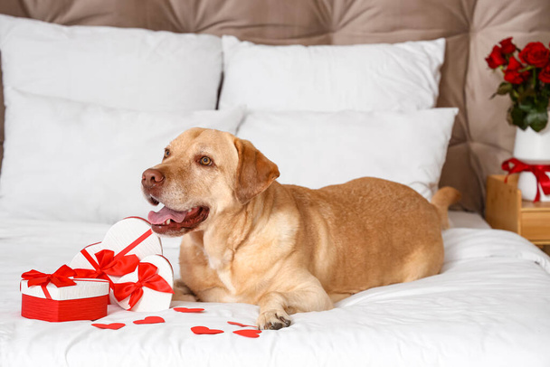 Roztomilý labradorský pes s dárkovými krabicemi a papírovými srdíčky ležícími na posteli. Valentýnská oslava - Fotografie, Obrázek