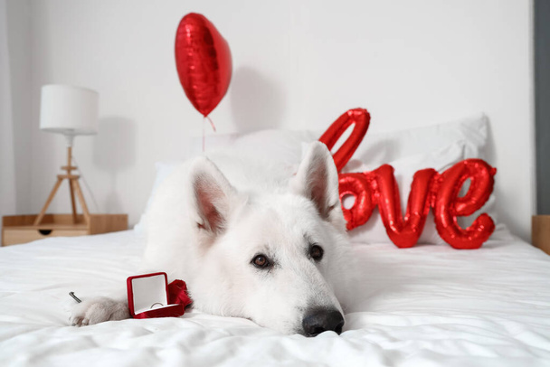 Biały pies z różą i pierścionkiem zaręczynowym leżący na łóżku. Święto Walentynek - Zdjęcie, obraz