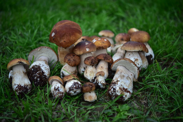 porcini sieni metsässä nurmikolla - Valokuva, kuva