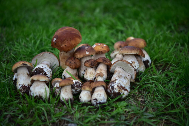 гриб порчини в лесу на траве - Фото, изображение